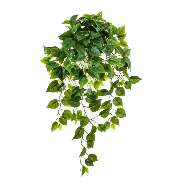 Filodendron, hängande