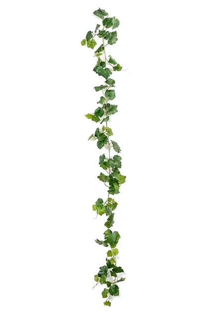 Vinranka, grön