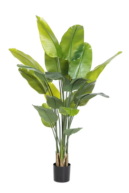 Traveller Palm