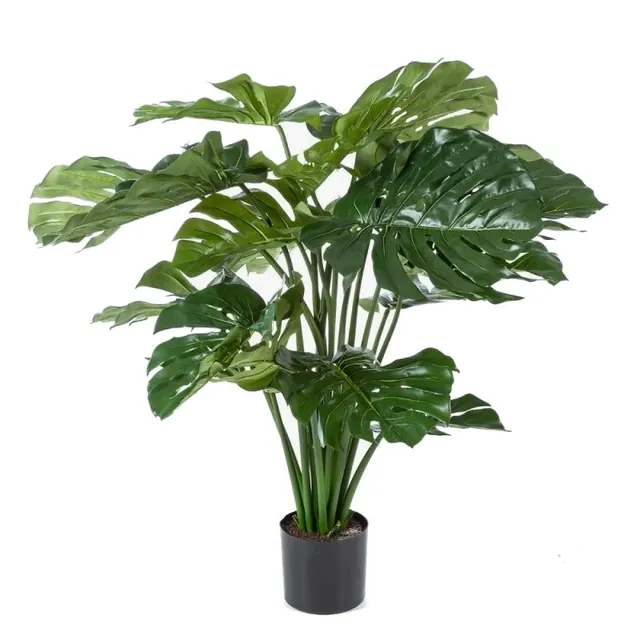 Monstera, buske