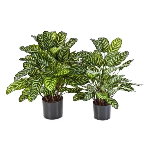 Calathea, grön