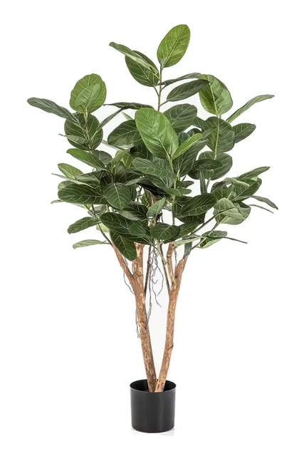 Ficus Audrey