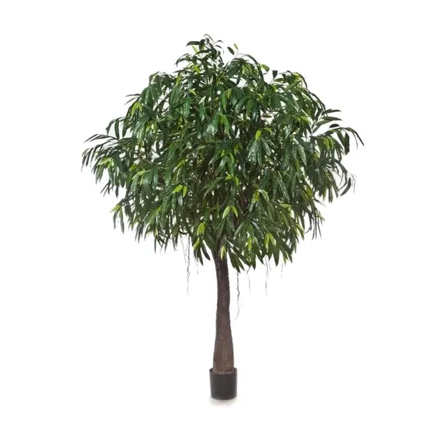 Ficus Longifolia Cabana