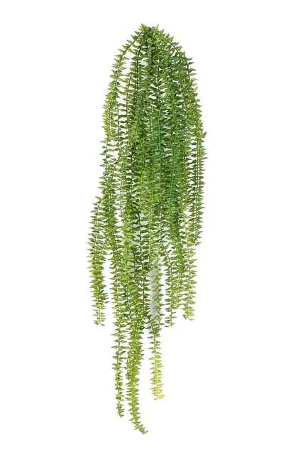 Tasselfern, hängande
