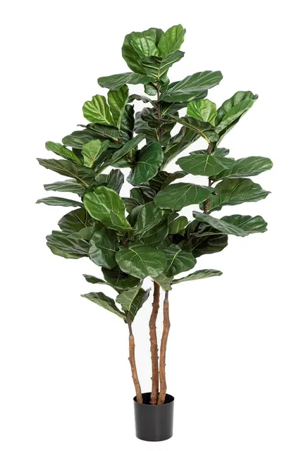 Fiolfikus Nitida