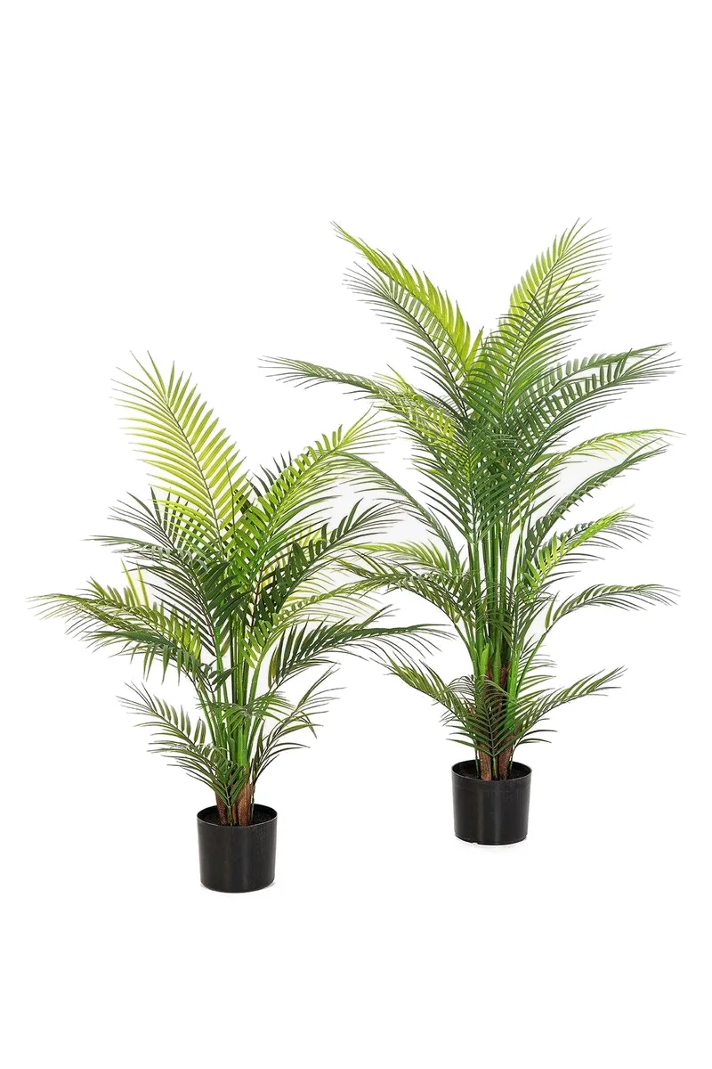 Arekapalm Nitida