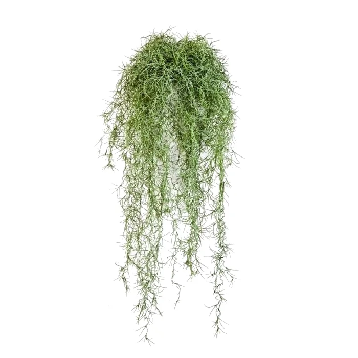 Long Hair Bush