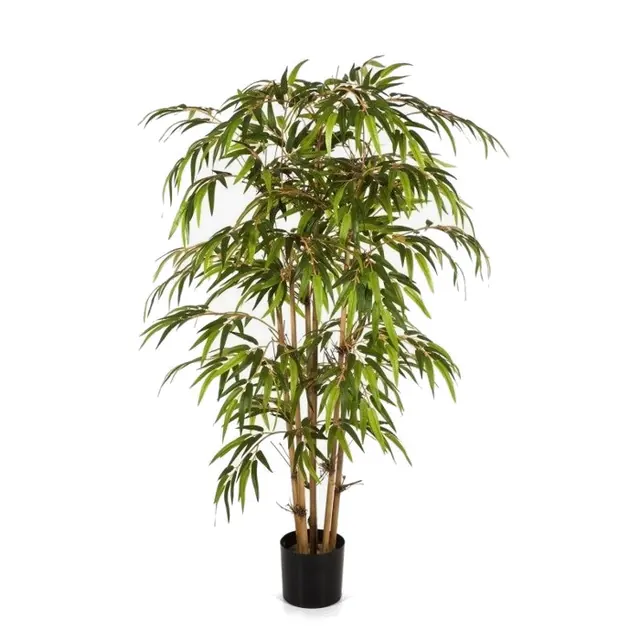 Bambu
