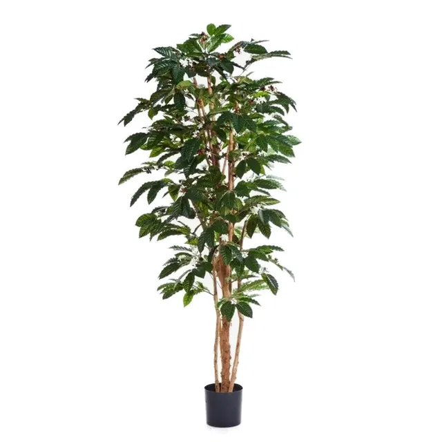 Kaffeträd, blommande