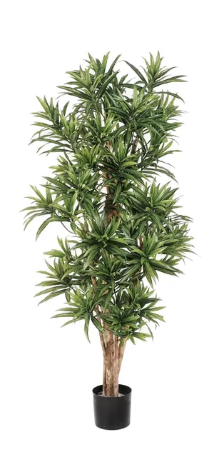 Dracaena reflexa