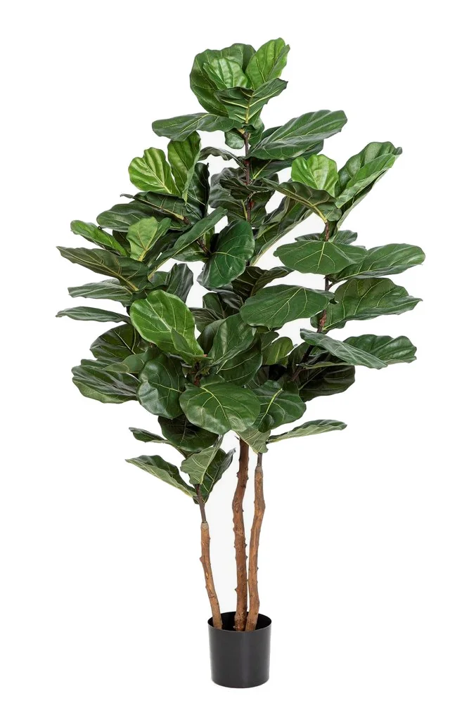 Fiolfikus Nitida