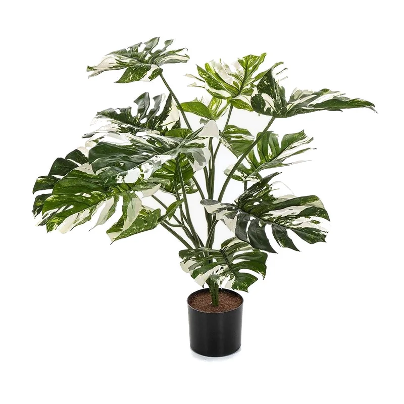 Monstera, brokig