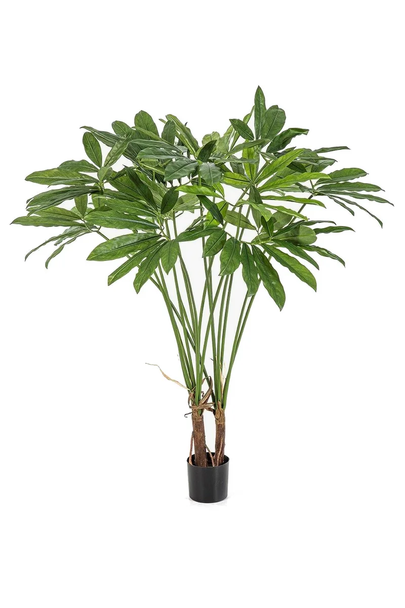 Filodendron Goeldii