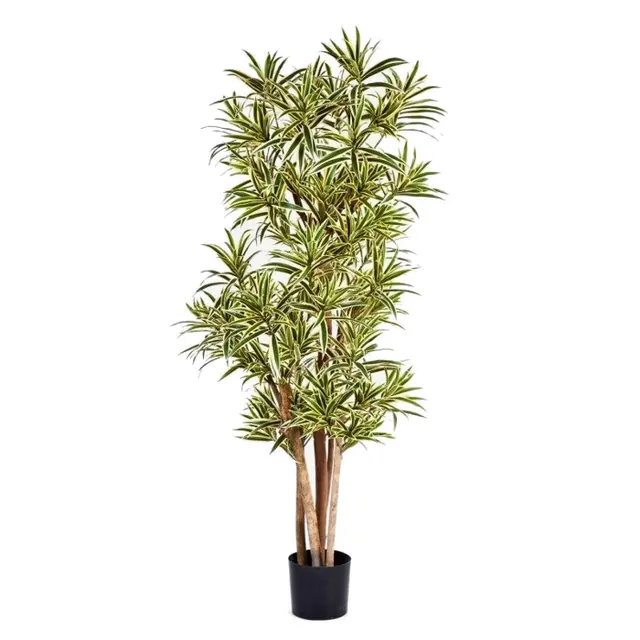 Dracaena reflexa, brokig