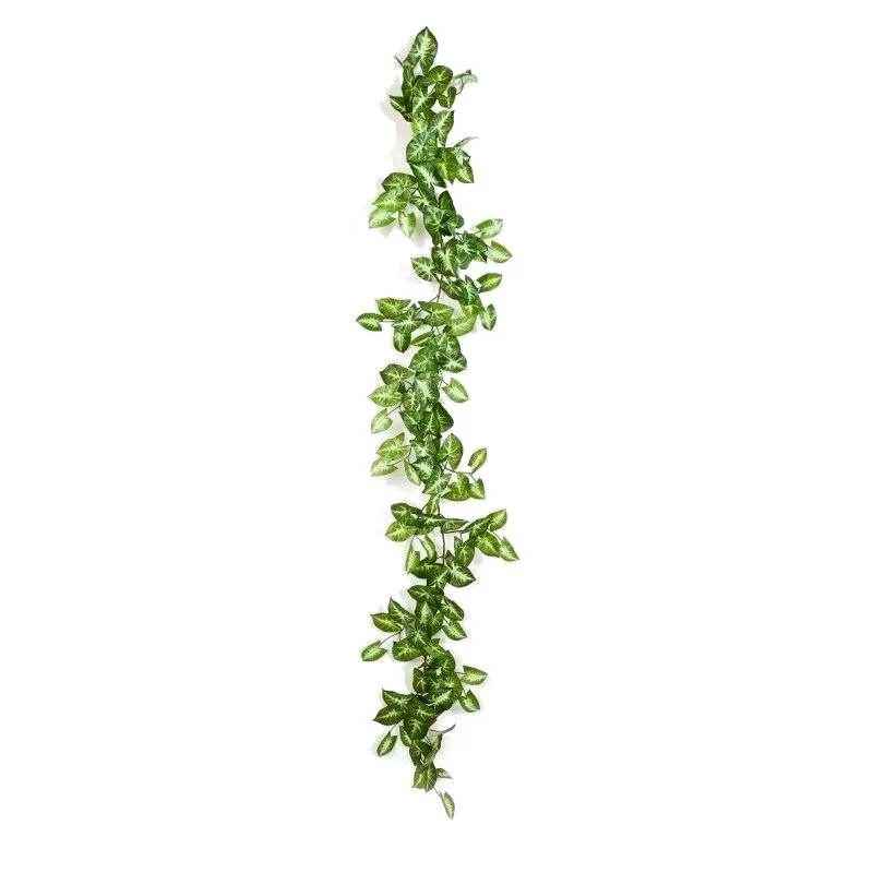 Syngonium, girlang