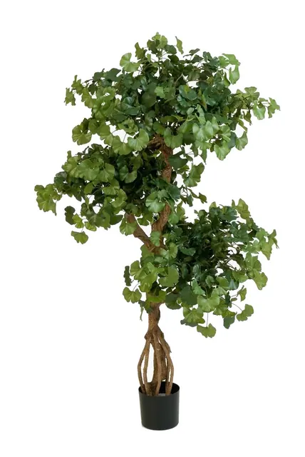 Ginkgo med vriden stam