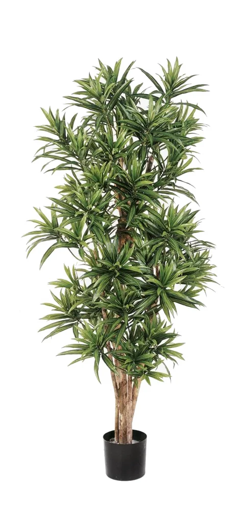 Dracaena reflexa