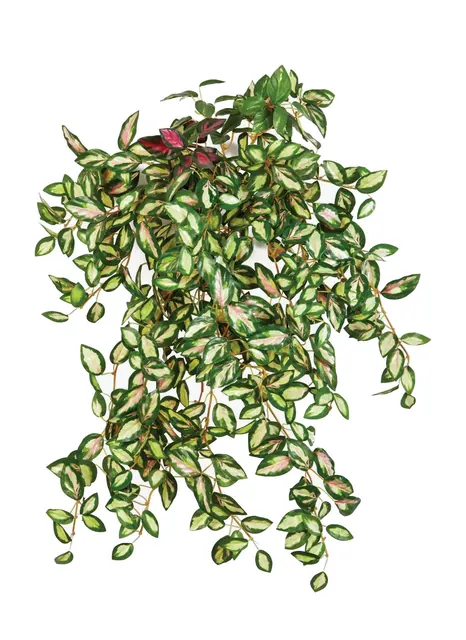 Porslinsblomma, hängande