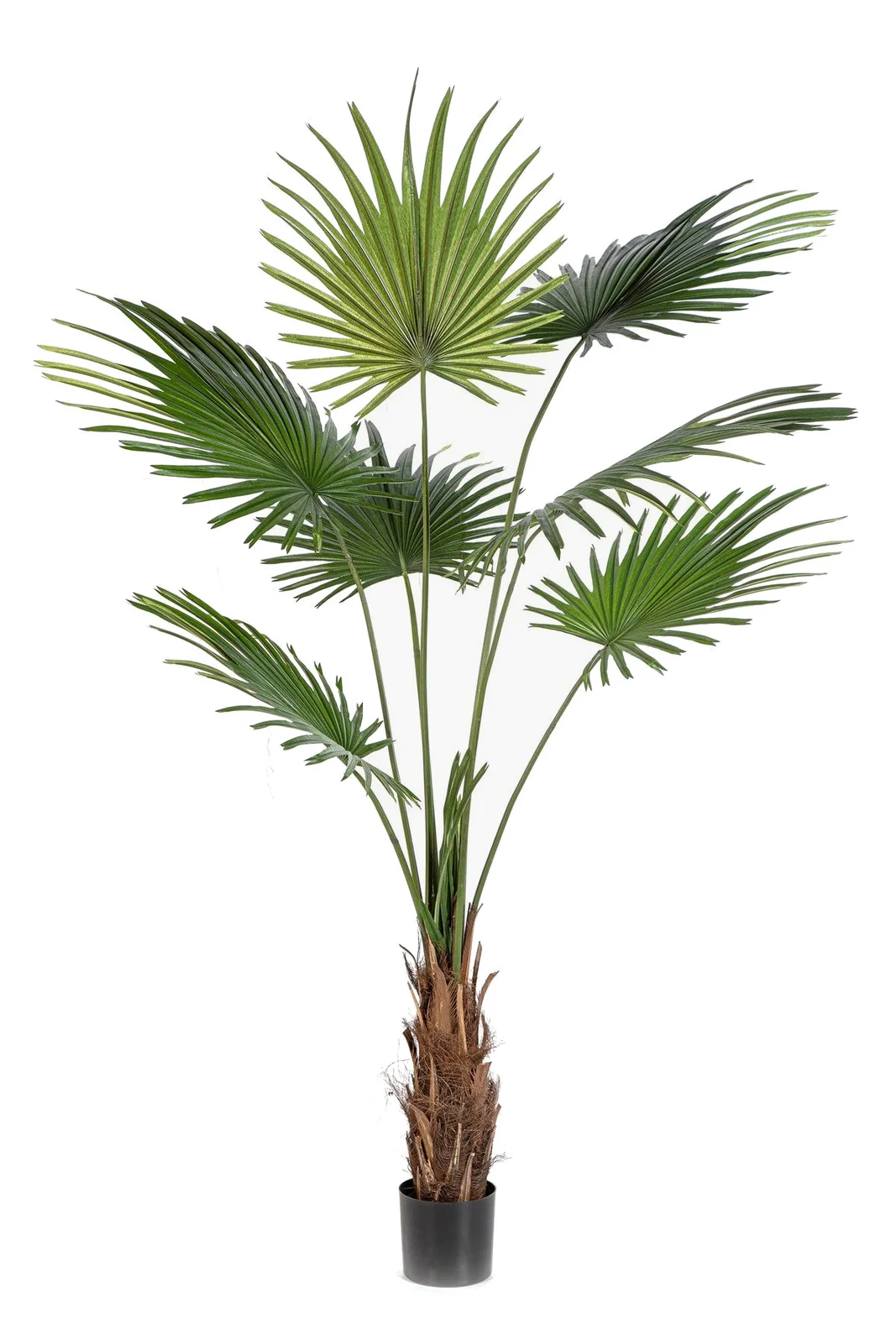 Washingtoniapalm