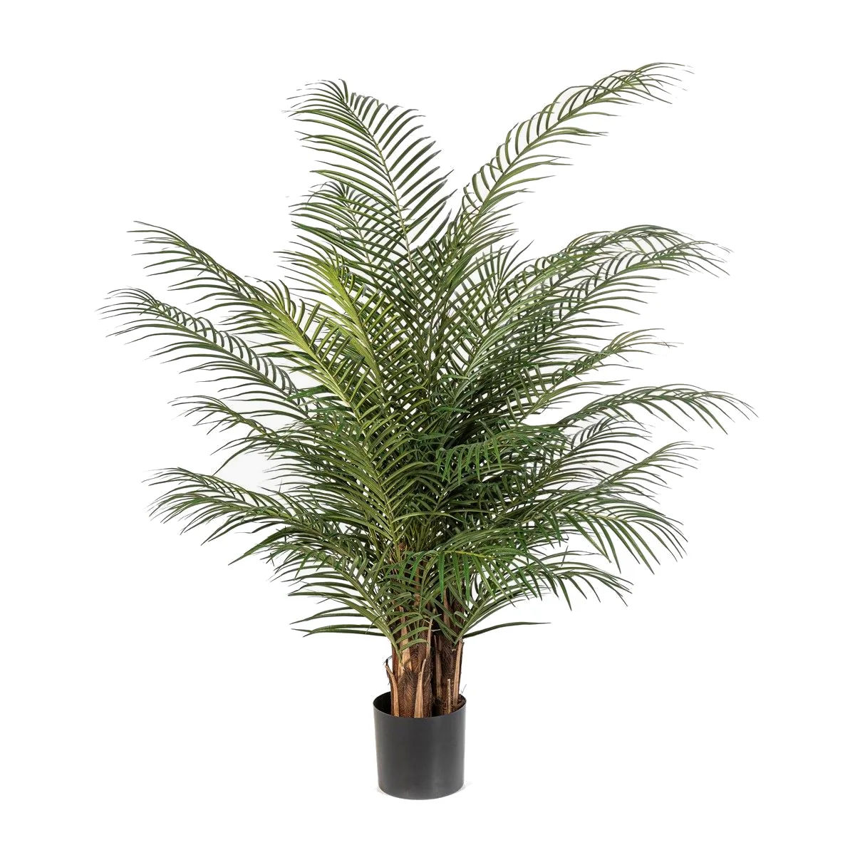 Phoenixpalm Nitida de Luxe