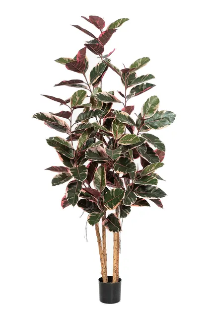 Gummifikus Red Ruby