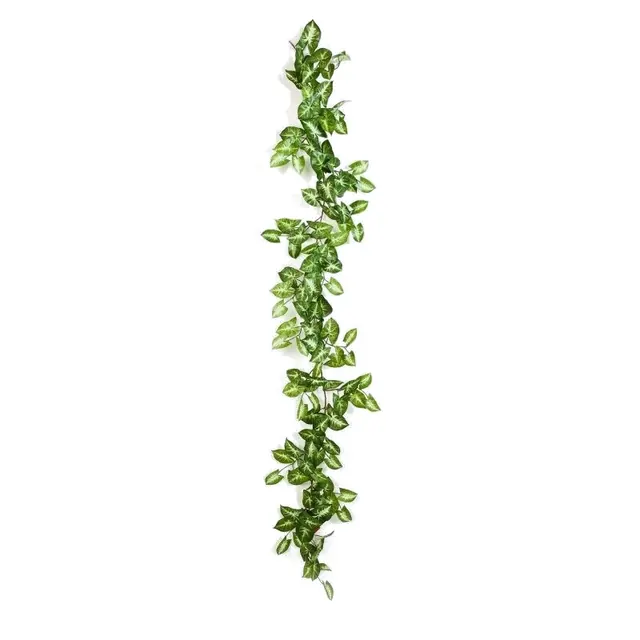 Syngonium, girlang