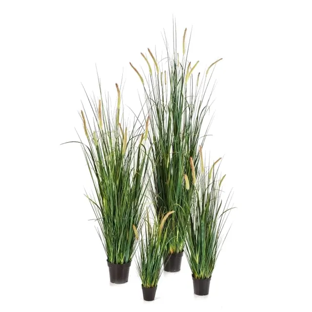 Foxtail Wild Grass med blommor