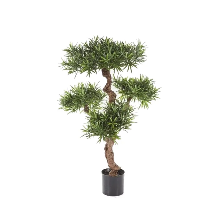 Podocarpus, formklippt