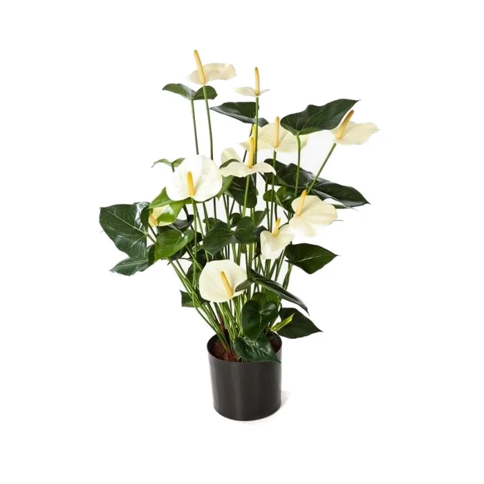 Flamingoblomma, krämvit