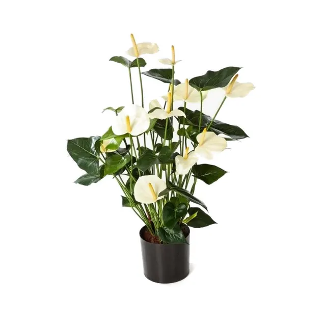 Flamingoblomma, krämvit