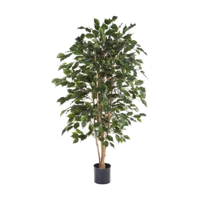 Benjaminfikus Exotica