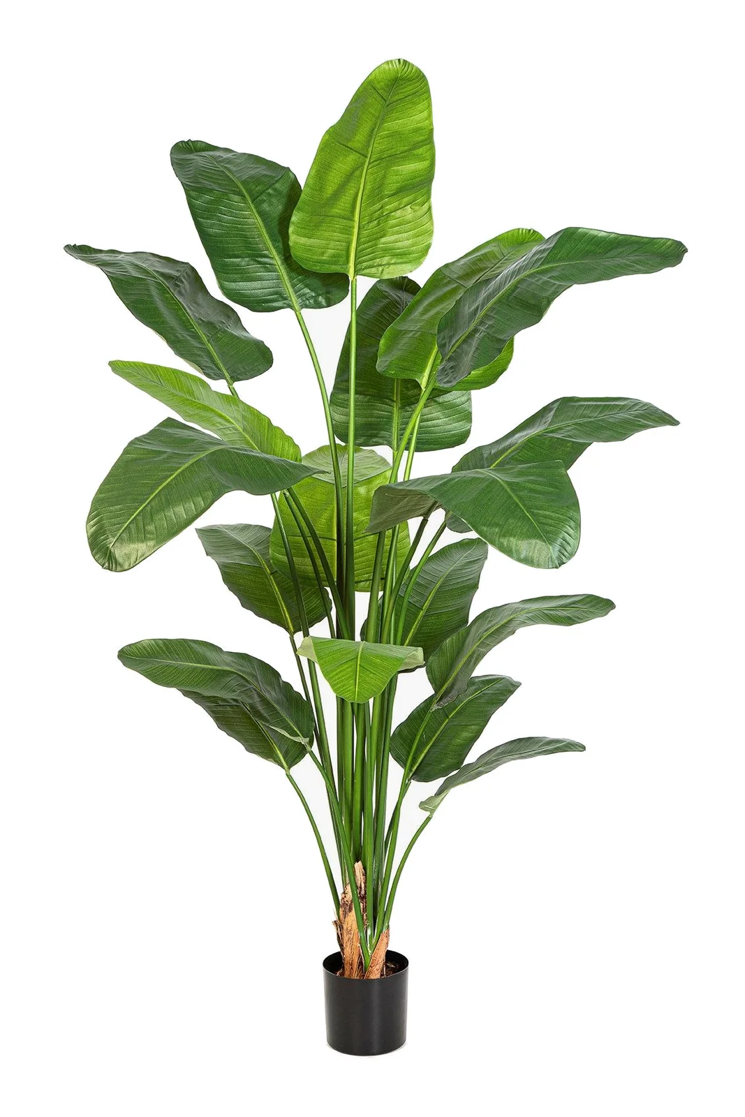 Strelitzia Nicolai