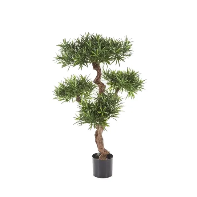 Podocarpus, formklippt