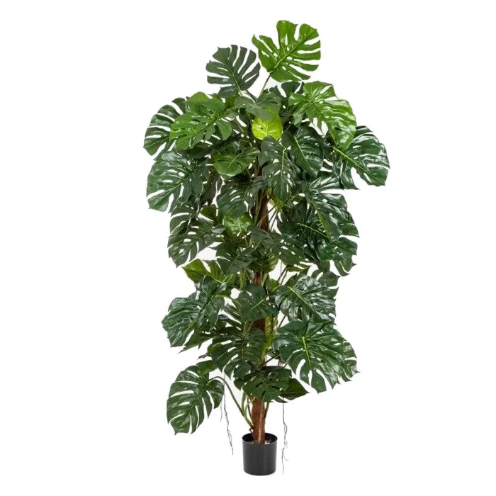 Monstera på mosstam