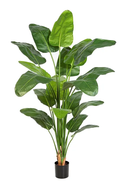 Strelitzia Nicolai