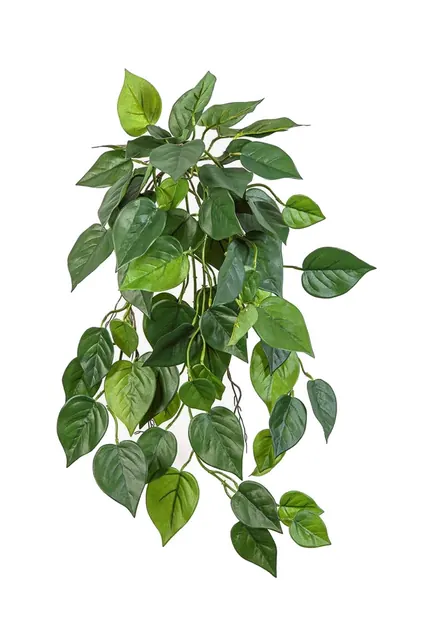 Filodendron, hängande