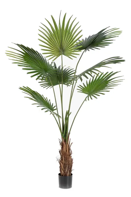Washingtoniapalm