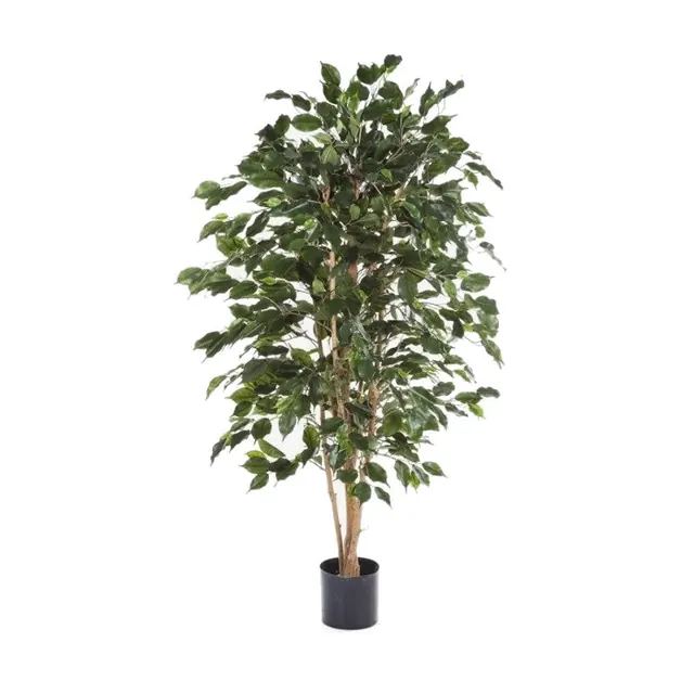 Benjaminfikus Exotica